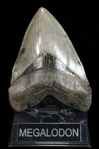 Serrated, Megalodon Tooth - Collector Quality! #72765